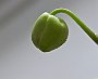 knopp