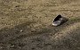 DSC04981