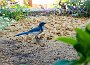 DSC09715