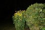 DSC04709